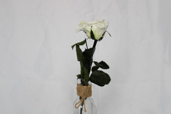 Rose blanche stabilisée